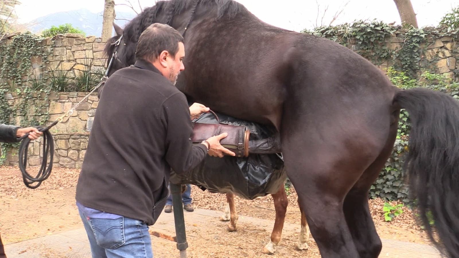 21.9 Inseminación artificial en equinos | Reproducción de los animales  domésticos